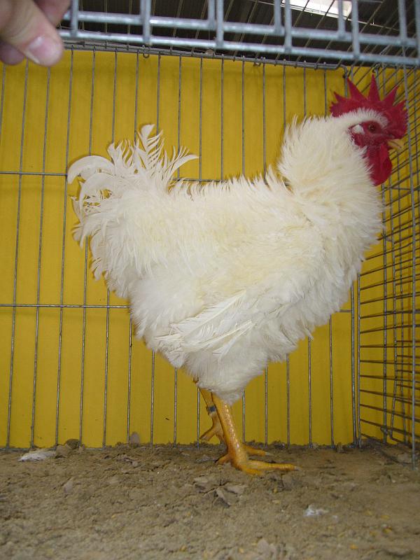 Hannover 2008 238.jpg - Strupphühner weiss von Karl Gann Preis sg 94 Z